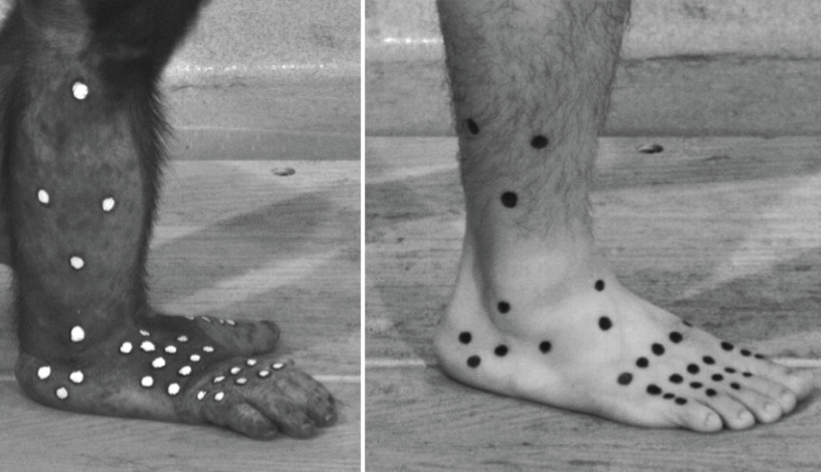 Image of chimpanzee and human feet.