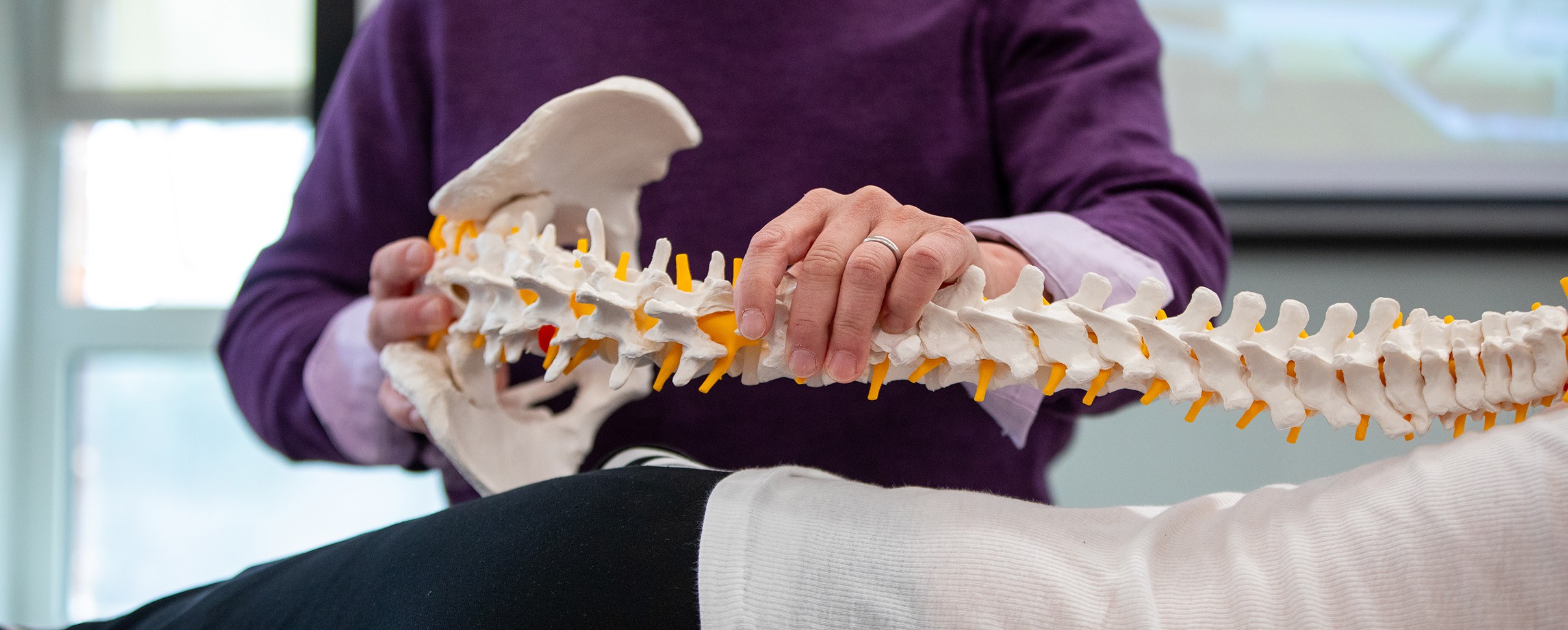 Hands holding skeletal model of spine