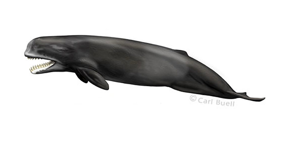 leviathan whale skeleton