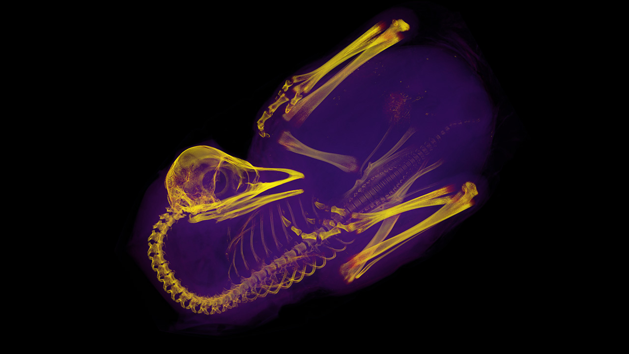 X-ray image of a bird skeleton.