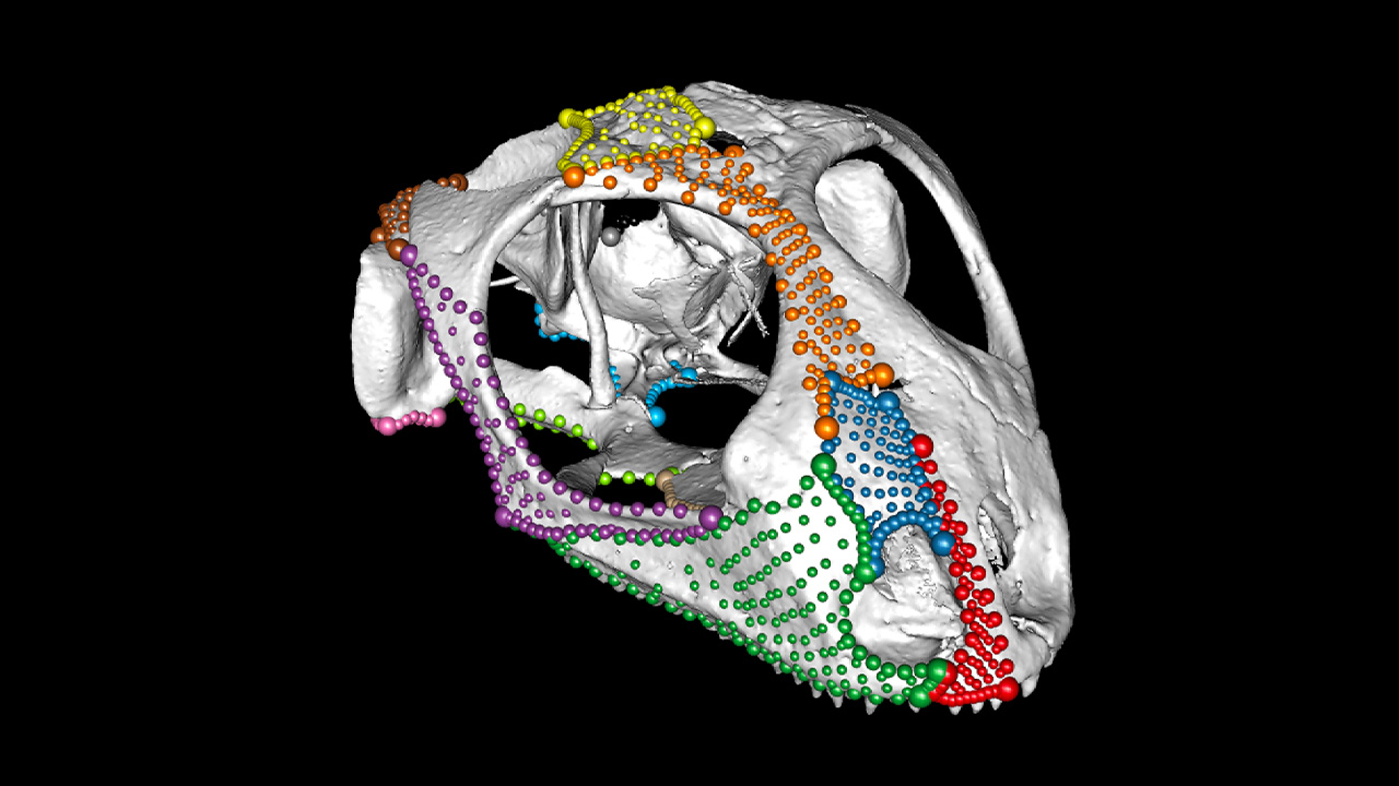 3d image of a skull with mapping.