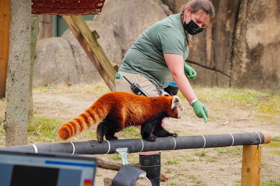 A red panda being guided on a log for study