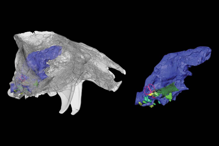 3D render of skulls