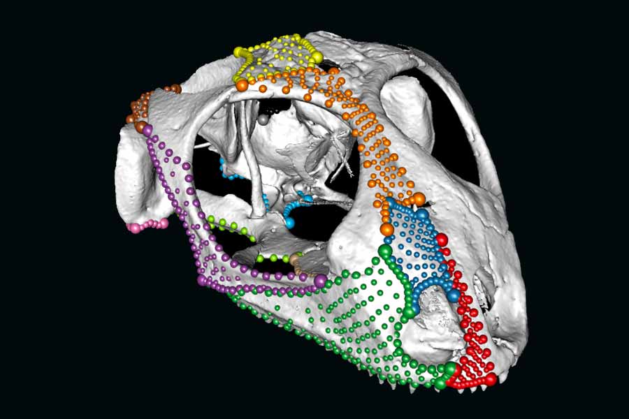 render scan of a scull with markers