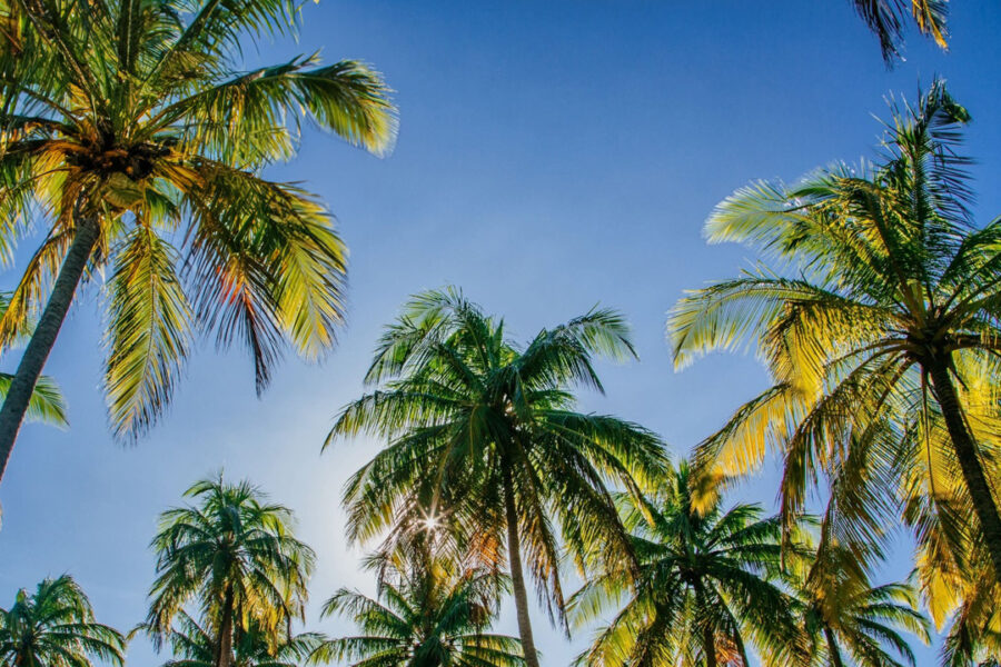 View of palm trees and blue sky