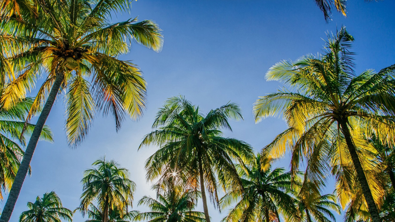 View of palm trees and blue sky